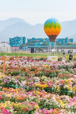 大鹏菊花展