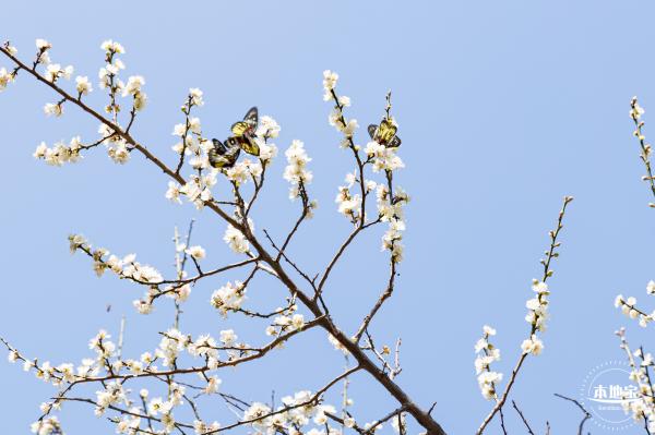 荔枝公园落羽杉