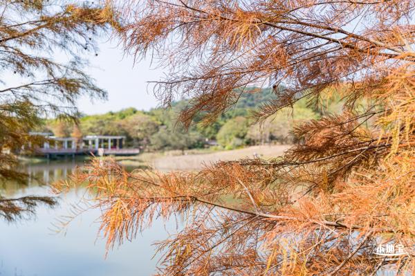 莲花山落羽杉
