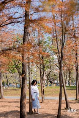 莲花山落羽杉