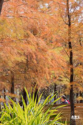 莲花山落羽杉
