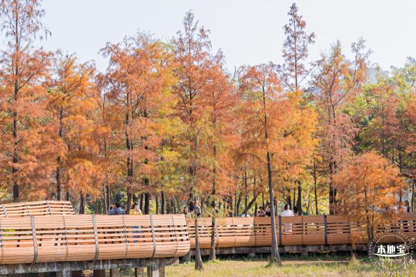莲花山落羽杉