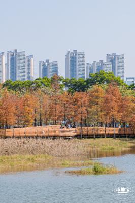 莲花山落羽杉