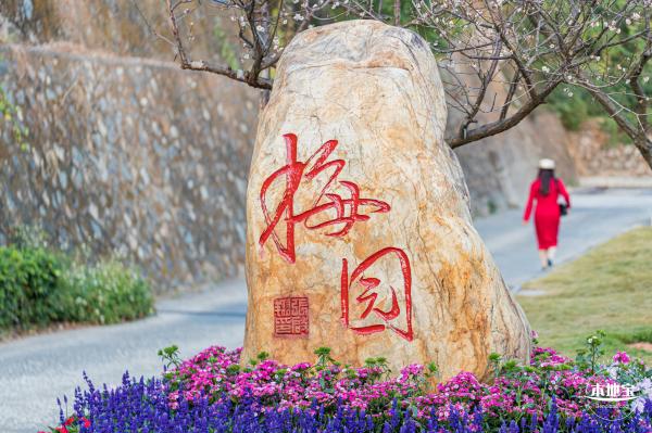 梅园梅花
