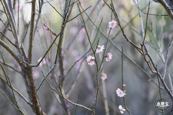 梅园梅花