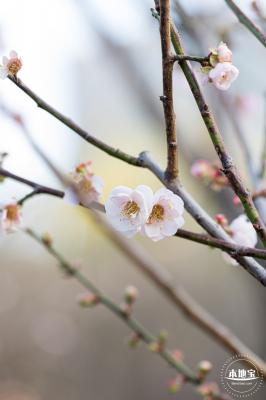 梅园梅花