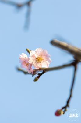 梅园梅花