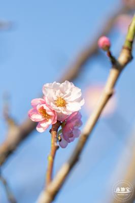 梅园梅花
