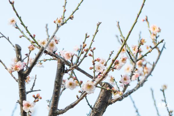 梅园梅花