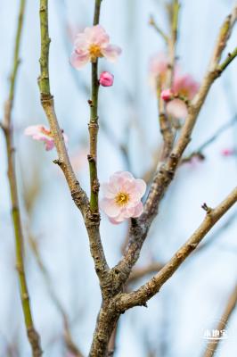 梅园梅花