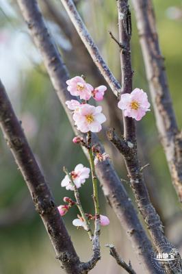 梅园梅花