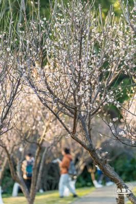 梅园梅花