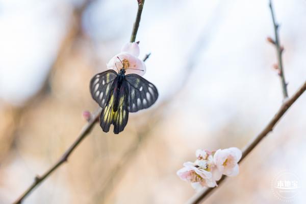 梅园梅花