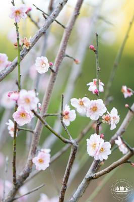 梅园梅花