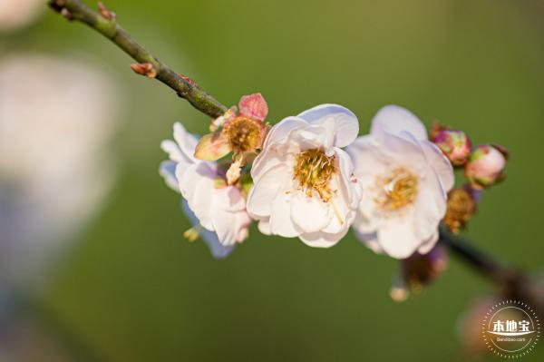 梅园梅花