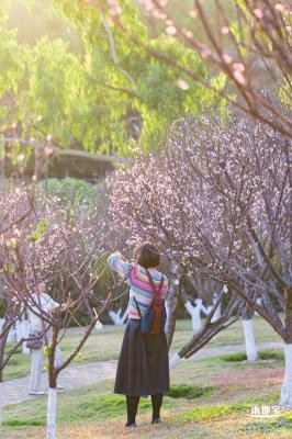 梅园梅花