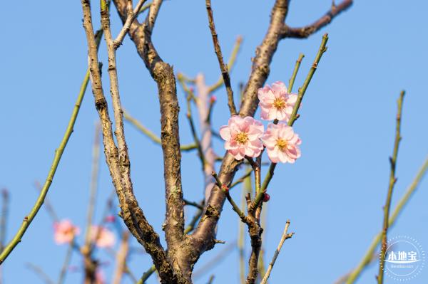 梅园梅花