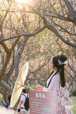 梅园梅花