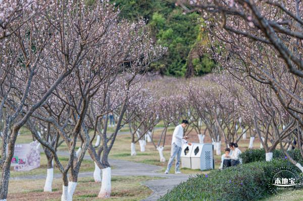 梅园梅花