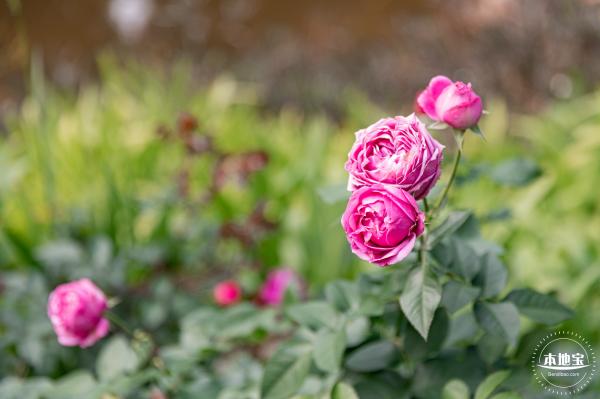 香蜜月季花