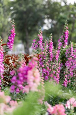 香蜜月季花