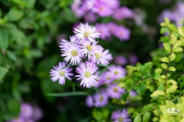 香蜜月季花