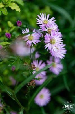 香蜜月季花