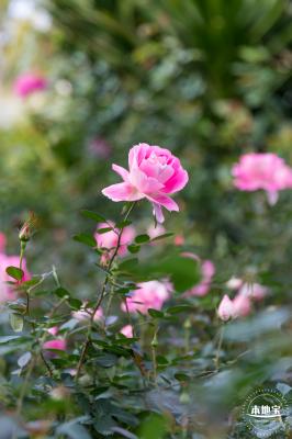 香蜜月季花