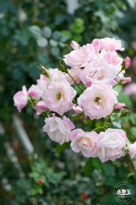 香蜜月季花