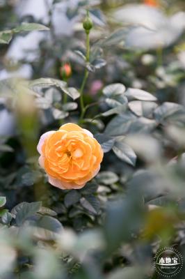 香蜜月季花
