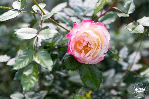 香蜜月季花