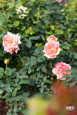 香蜜月季花