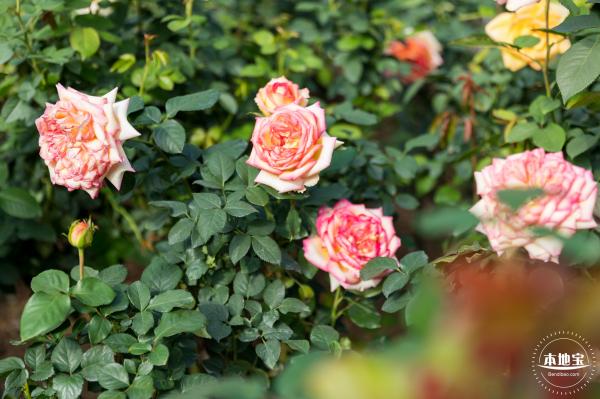 香蜜月季花
