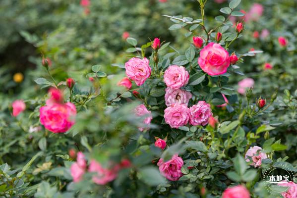 香蜜月季花