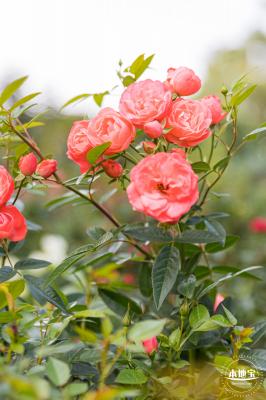 香蜜月季花