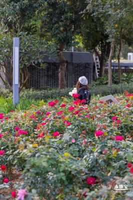 香蜜月季花
