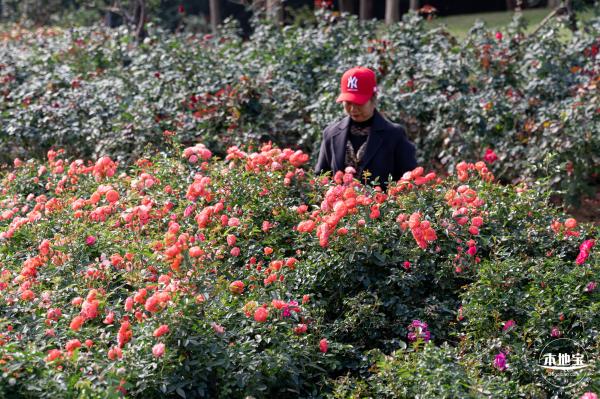 香蜜月季花