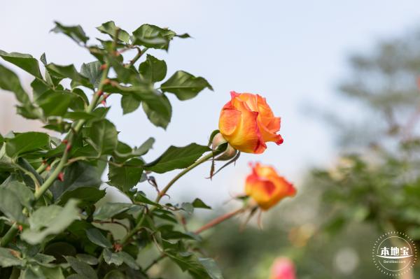 香蜜月季花