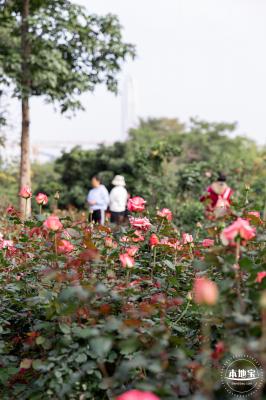 香蜜月季花