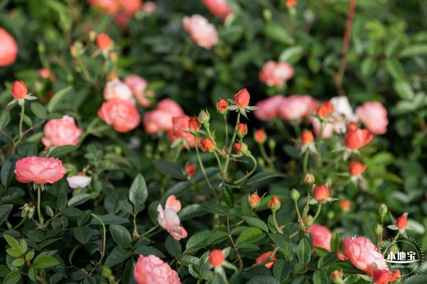 香蜜月季花