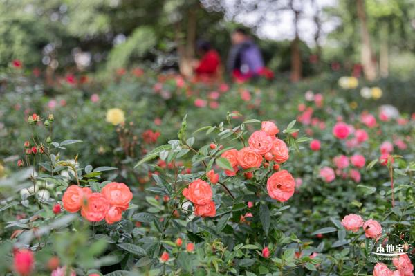 香蜜月季花