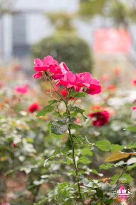 光明月季花海