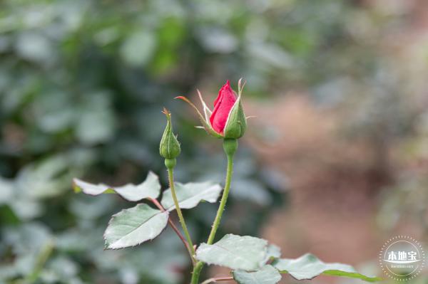 光明月季花海