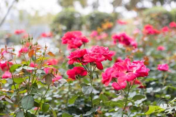 光明月季花海