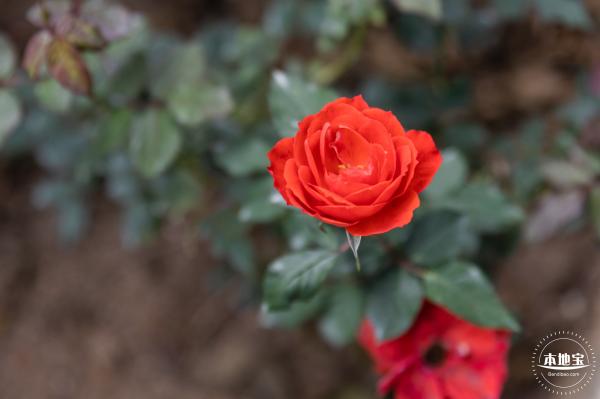 光明月季花海