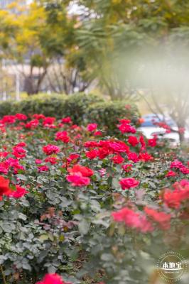 光明月季花海