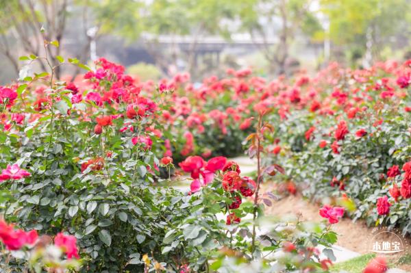 光明月季花海