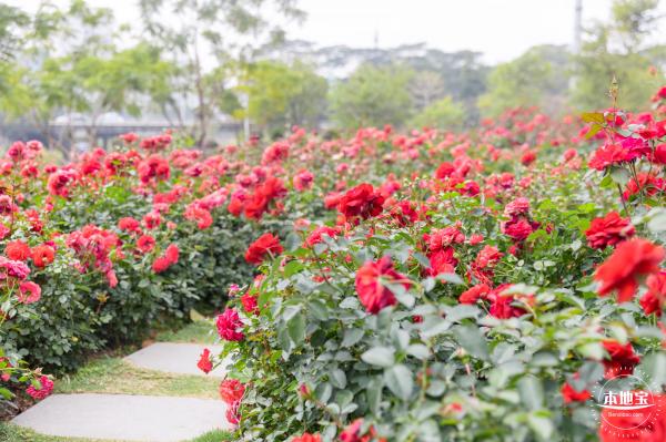 光明月季花海