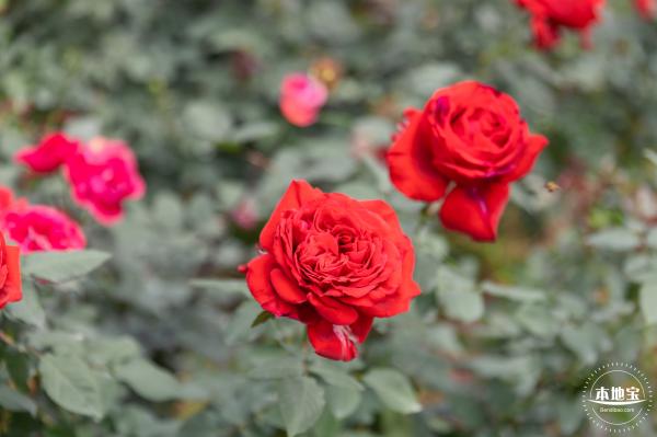 光明月季花海
