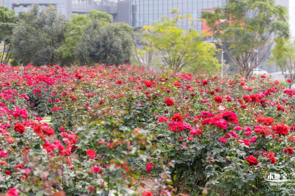 光明月季花海